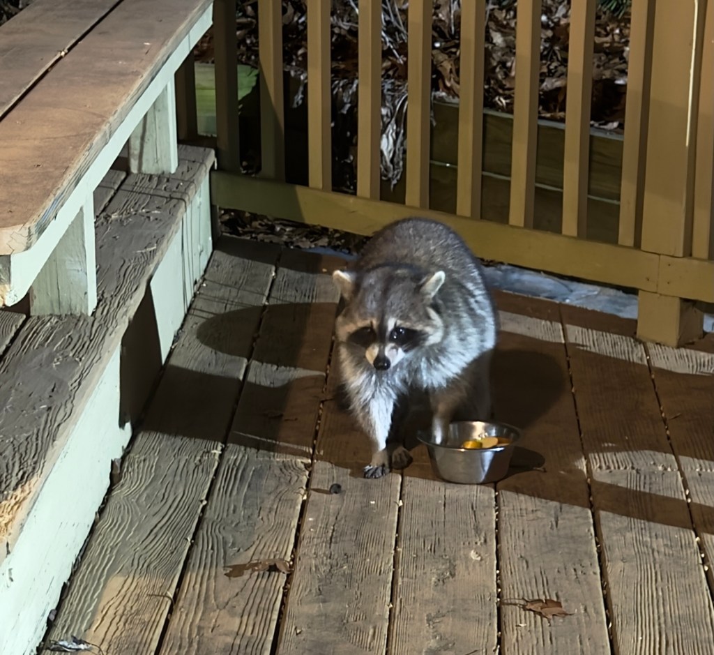 Nieoczekiwany „gość”